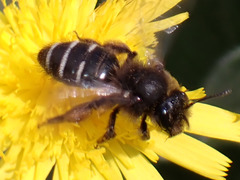 Andrena vulcana