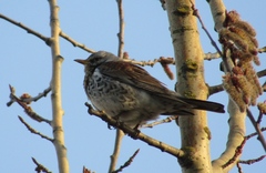 Turdus pilaris
