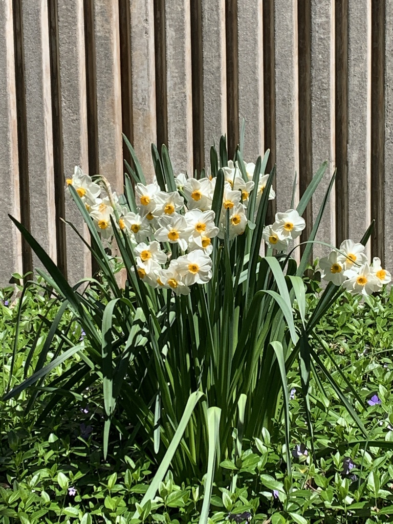 daffodils from Essex County, USNJ, US on April 20, 2022 at 1212 PM by