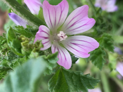 Malva