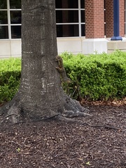 Sciurus niger