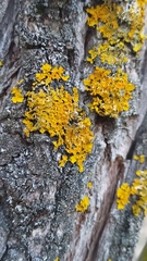 Xanthoria parietina