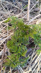 Anthriscus sylvestris