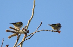 Carduelis carduelis