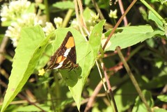 Adelpha syma