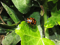Platyphora congregata