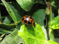 Platyphora congregata