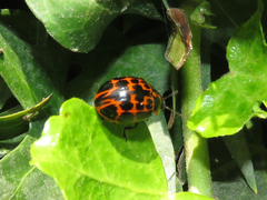 Platyphora congregata
