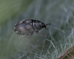 Mecinus labilis