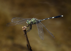 Orthetrum sabina