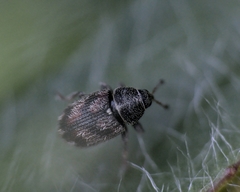 Mecinus labilis