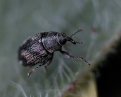 Mecinus labilis