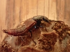 Hesperus baltimorensis