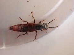 Hesperus baltimorensis