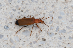 Nacerdes melanura