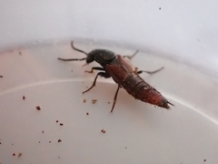 Hesperus baltimorensis