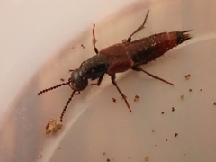 Hesperus baltimorensis