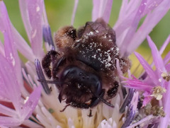 Andrena vulcana