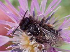 Andrena vulcana