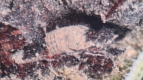 mangrove boring isopod