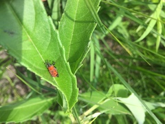 Rhodobaenus tredecimpunctatus