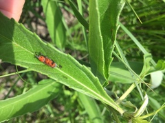Rhodobaenus tredecimpunctatus