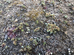 Chorizanthe minutiflora