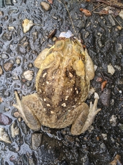 Rhinella horribilis
