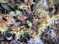 Chorizanthe minutiflora