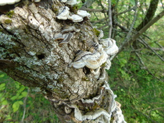 Auricularia mesenterica