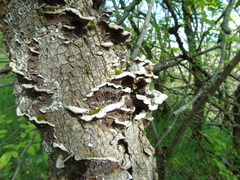 Auricularia mesenterica