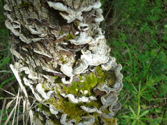 Auricularia mesenterica