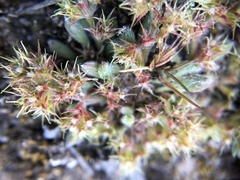 Chorizanthe minutiflora