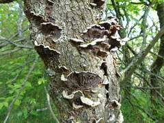 Auricularia mesenterica