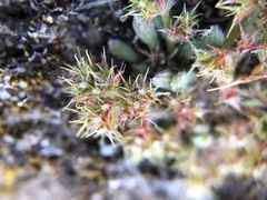 Chorizanthe minutiflora
