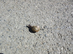 Cornu aspersum