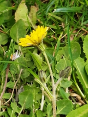 Crepis bursifolia