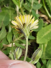 Crepis bursifolia