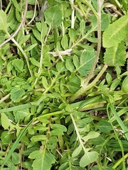 Crepis bursifolia