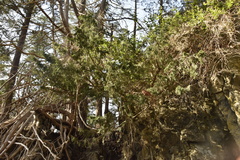 Juniperus maritima