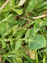 Crepis bursifolia