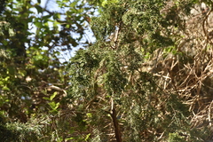 Juniperus maritima