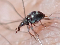 Kalcapion semivittatum