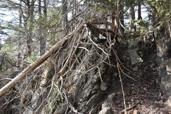 Juniperus maritima