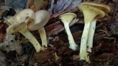 Pseudoarmillariella ectypoides