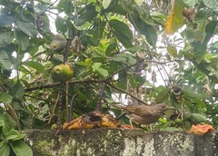 Turdus leucomelas