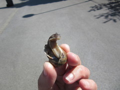 Cornu aspersum