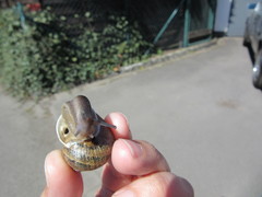 Cornu aspersum