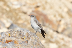 Muscisaxicola cinereus