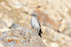 Muscisaxicola cinereus